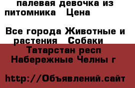 палевая девочка из питомника › Цена ­ 40 000 - Все города Животные и растения » Собаки   . Татарстан респ.,Набережные Челны г.